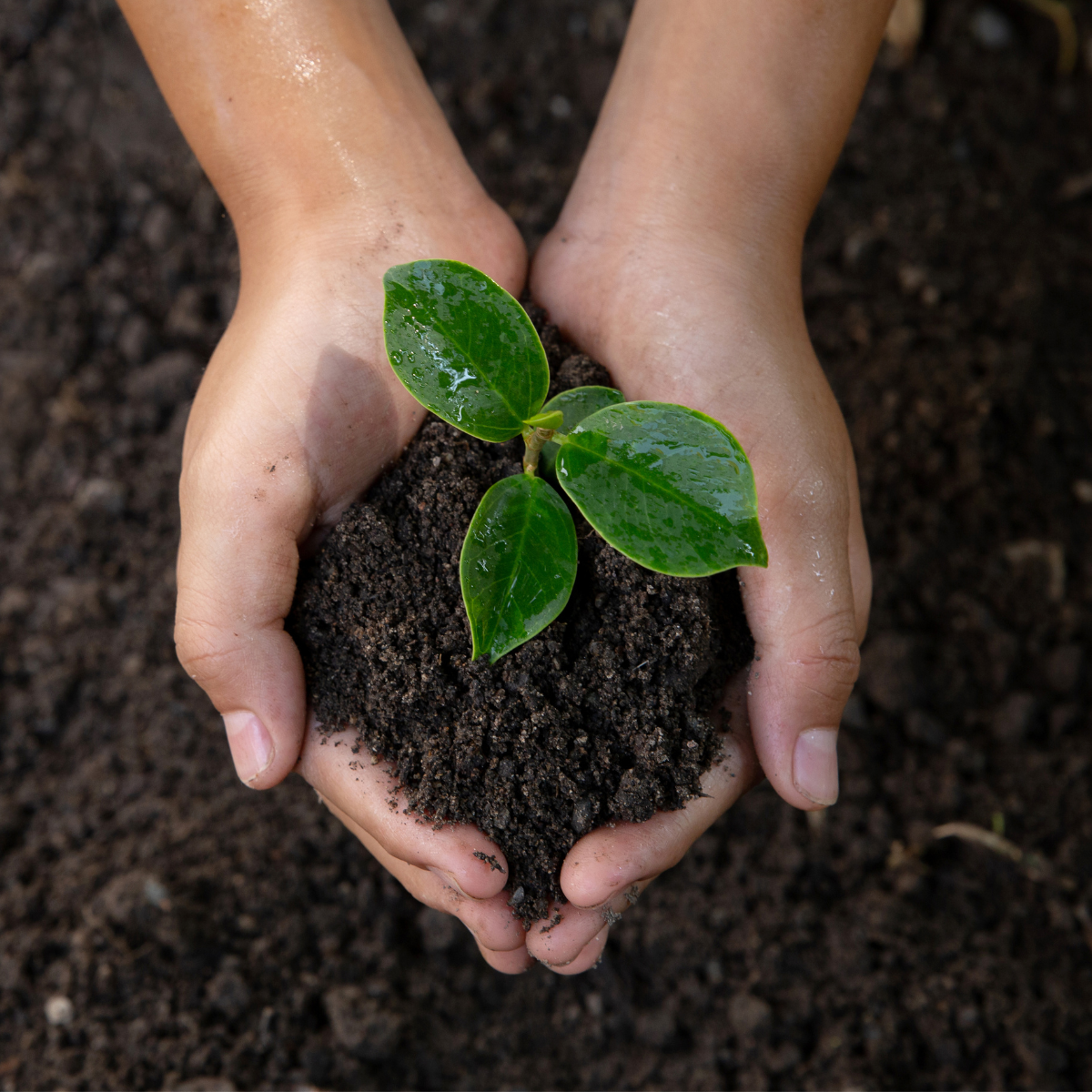 Two hands cradling rich soil and a small green sprout — symbolizing grounded growth, embodiment, and the nurturing of new life.